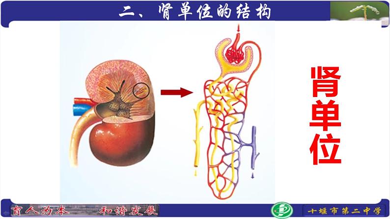 初中生物人教版七年级下册 人体内废物的排出 9 课件第6页