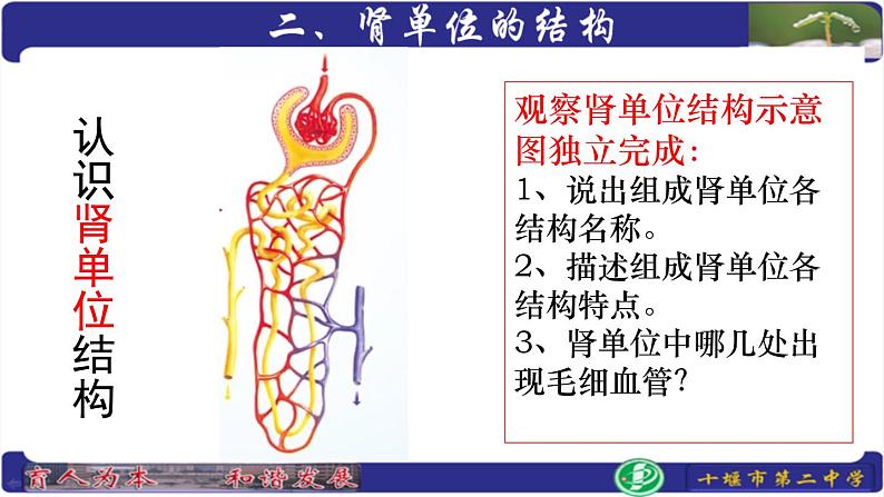 初中生物人教版七年级下册 人体内废物的排出 9 课件第7页