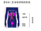 初中生物人教版七年级下册 人体内废物的排出 课件