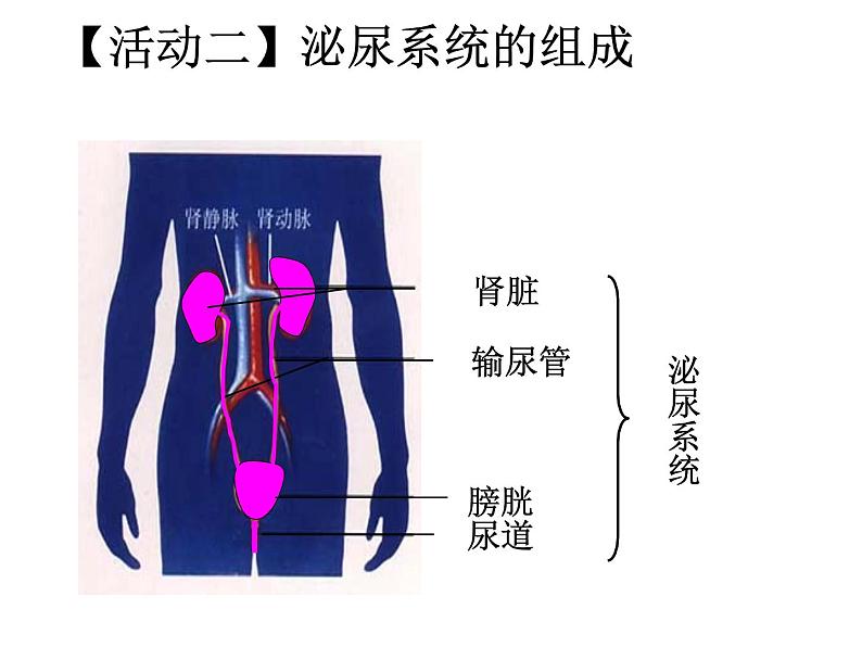 初中生物人教版七年级下册 人体内废物的排出 课件第2页