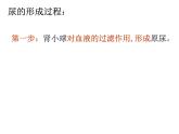 初中生物人教版七年级下册 人体内废物的排出 课件
