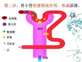 初中生物人教版七年级下册 人体内废物的排出 课件