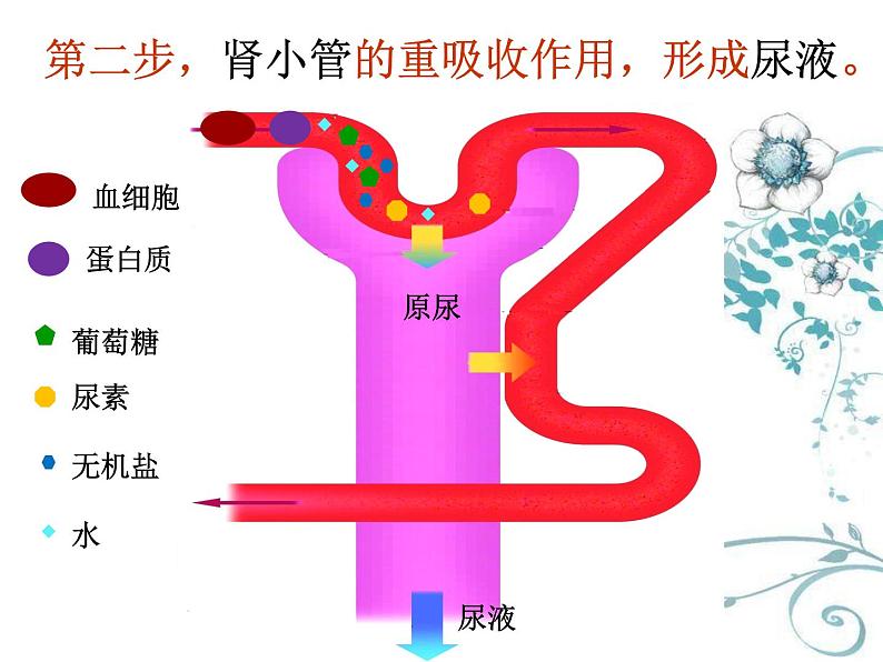 初中生物人教版七年级下册 人体内废物的排出 课件第4页