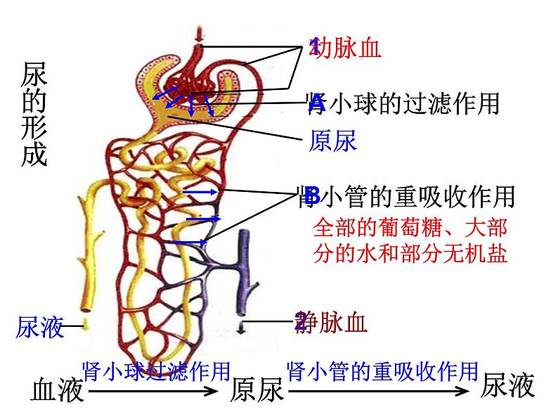 初中生物人教版七年级下册 人体内废物的排出 课件第5页