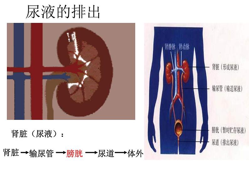 初中生物人教版七年级下册 人体内废物的排出 课件第6页