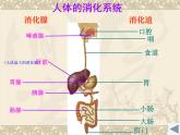 初中生物人教版七年级下册 第二节消化和吸收 课件