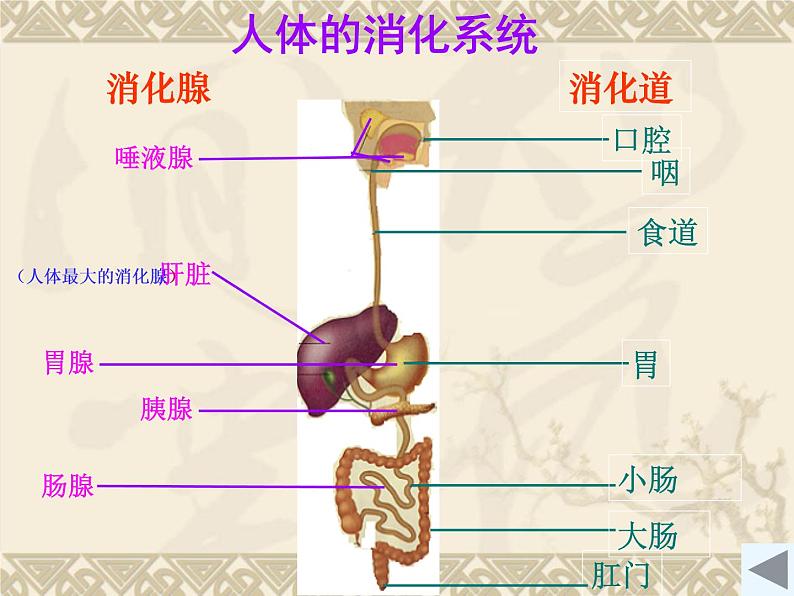 初中生物人教版七年级下册 第二节消化和吸收 课件03