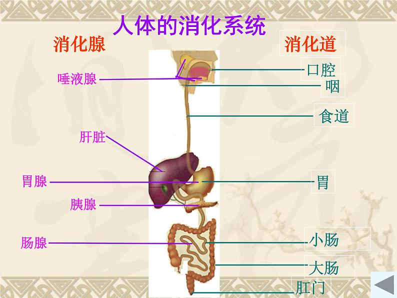 初中生物人教版七年级下册 第二节消化和吸收 课件07