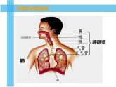 初中生物人教版七年级下册 第一节呼吸道对空气的处理 课件