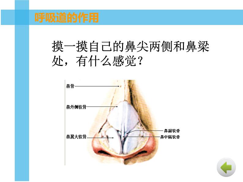 初中生物人教版七年级下册 第一节呼吸道对空气的处理 课件07