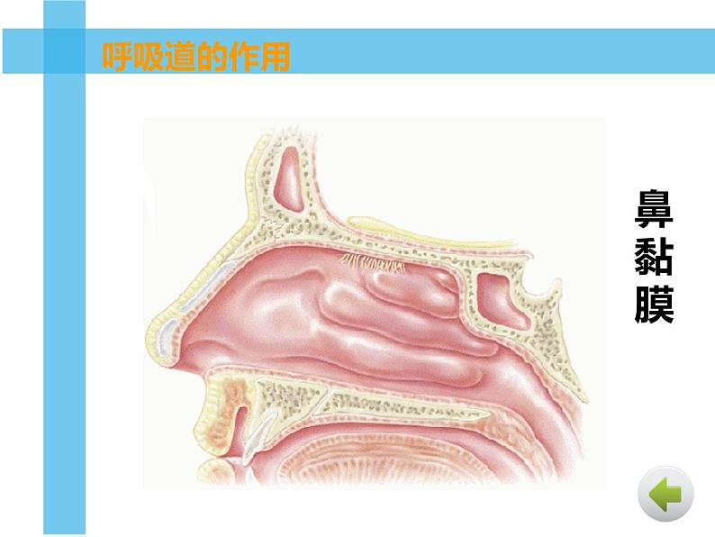 初中生物人教版七年级下册 第一节呼吸道对空气的处理 课件08