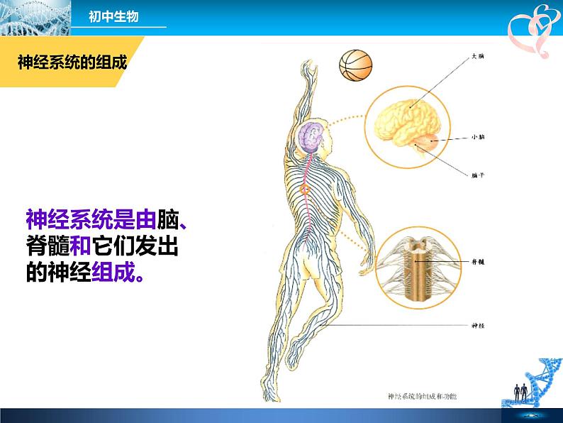 初中生物人教版七年级下册 第二节神经系统的组成 1 课件05