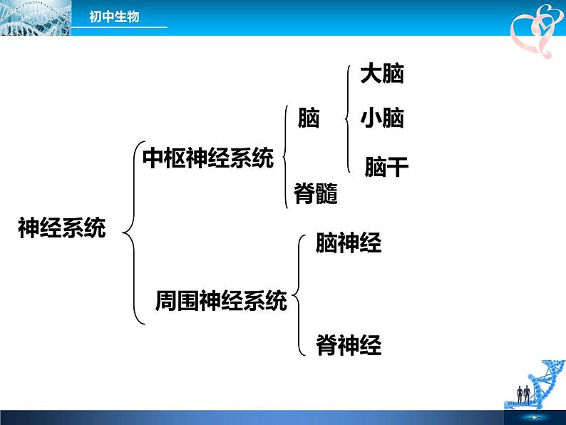 初中生物人教版七年级下册 第二节神经系统的组成 1 课件06