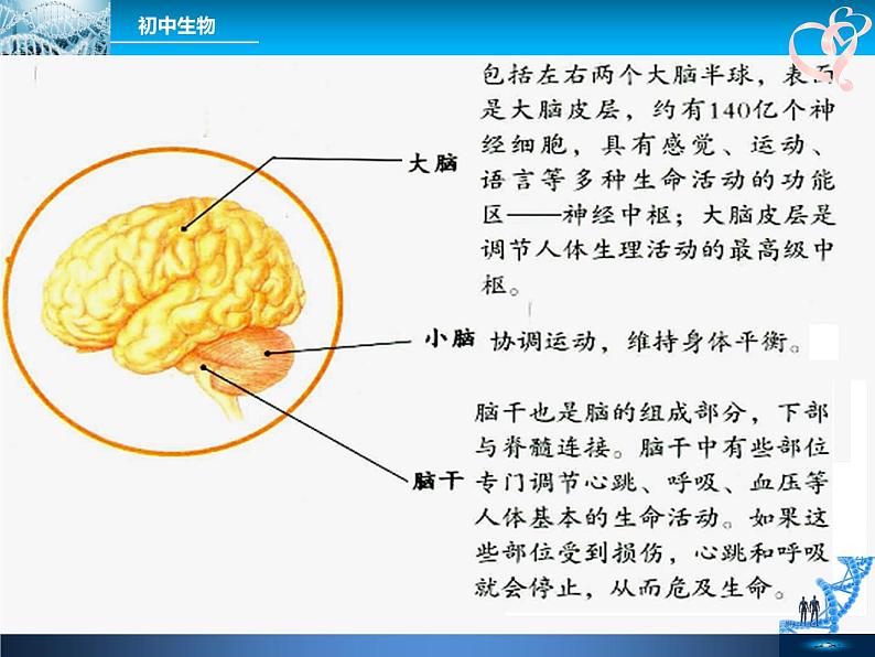 初中生物人教版七年级下册 第二节神经系统的组成 1 课件07