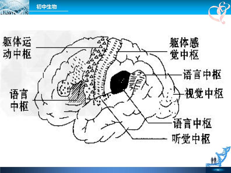 初中生物人教版七年级下册 第二节神经系统的组成 1 课件08