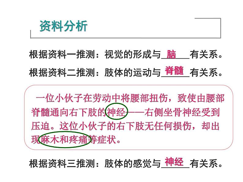 初中生物人教版七年级下册 第二节神经系统的组成 3 课件第4页