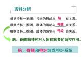 初中生物人教版七年级下册 第二节神经系统的组成 3 课件