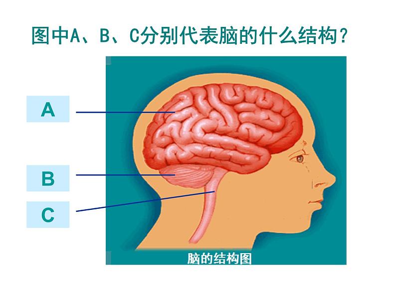 初中生物人教版七年级下册 第二节神经系统的组成 3 课件第7页