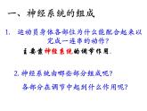 初中生物人教版七年级下册 第二节神经系统的组成 2 课件