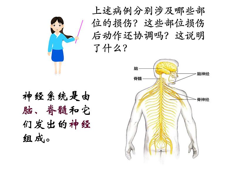 初中生物人教版七年级下册 第二节神经系统的组成 2 课件07