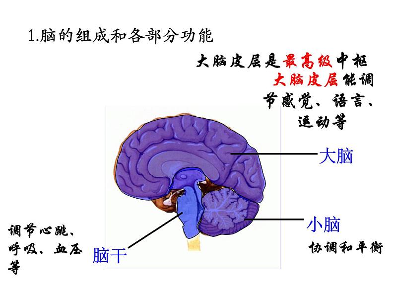 初中生物人教版七年级下册 第二节神经系统的组成 2 课件08