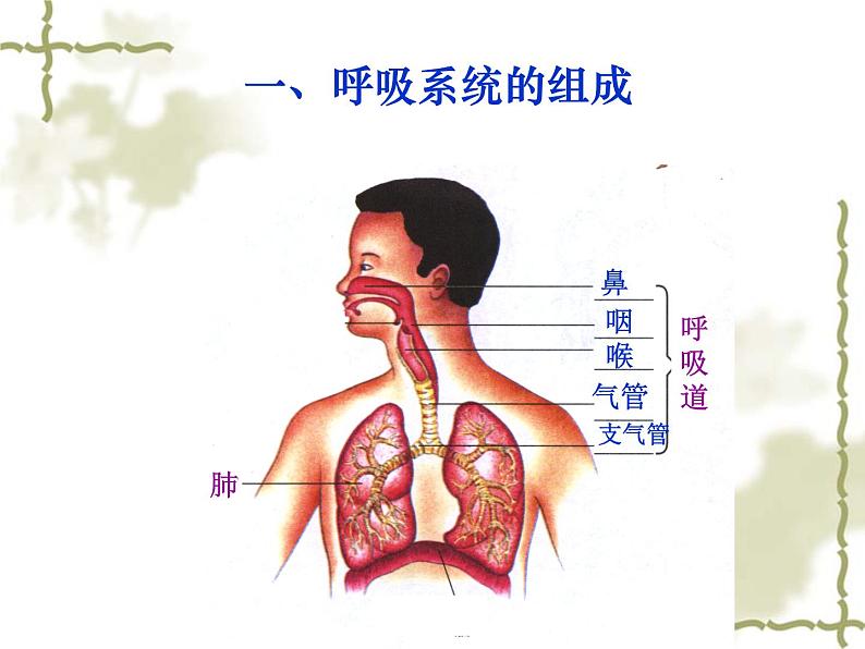 初中生物人教版七年级下册 第一节呼吸道对空气的处理 6 课件第8页