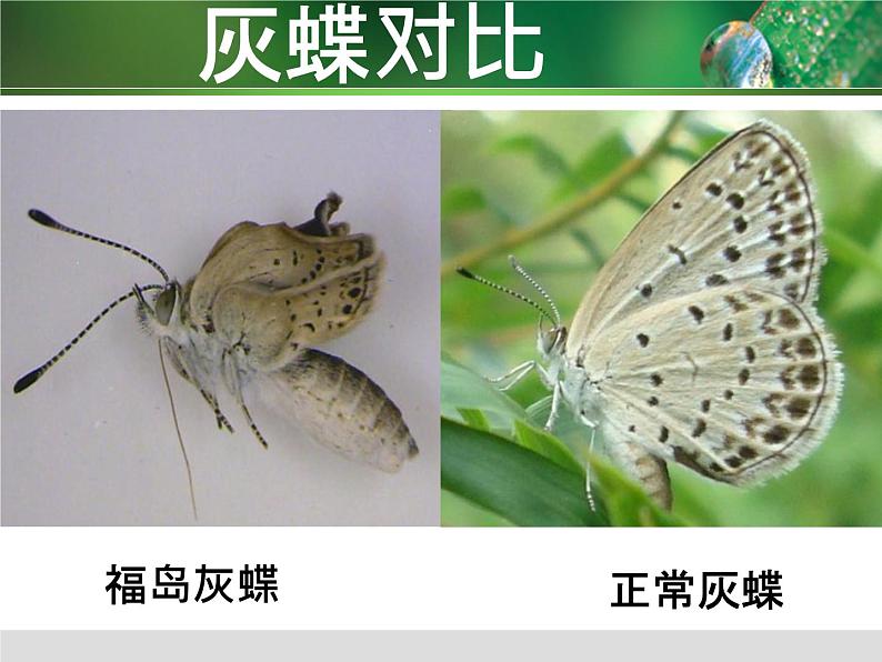 初中生物人教版七年级下册 第二节探究环境污染对生物的影响 课件03