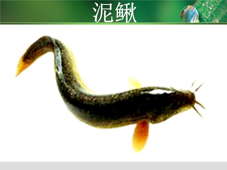 初中生物人教版七年级下册 第二节探究环境污染对生物的影响 课件06