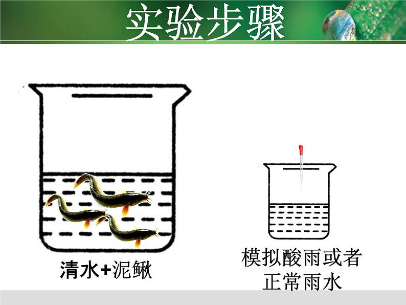 初中生物人教版七年级下册 第二节探究环境污染对生物的影响 课件07