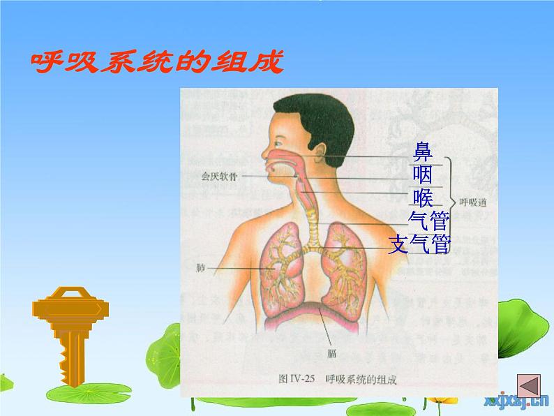 初中生物人教版七年级下册 第一节呼吸道对空气的处理 2 课件03