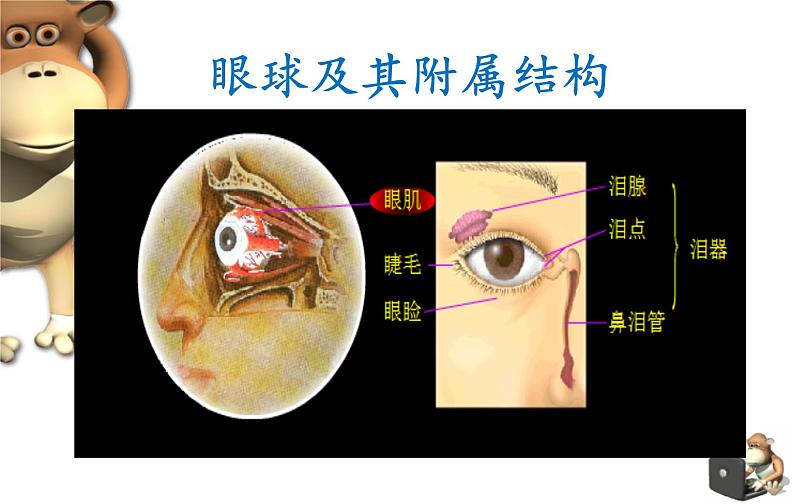 初中生物人教版七年级下册 第一节人体对外界环境的感知 课件第4页