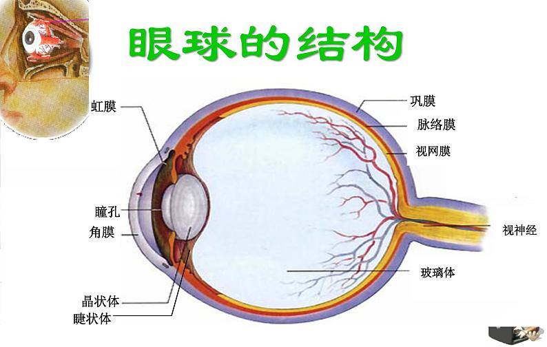 初中生物人教版七年级下册 第一节人体对外界环境的感知 课件第5页