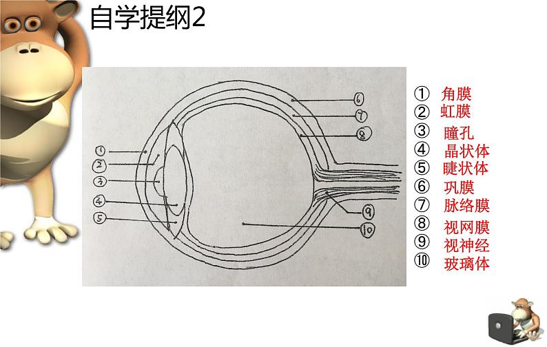 初中生物人教版七年级下册 第一节人体对外界环境的感知 课件第6页