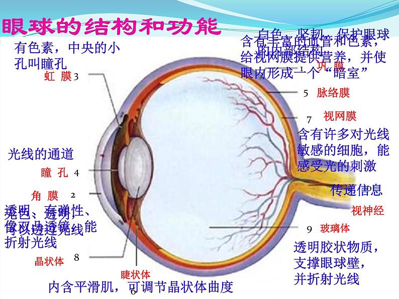 初中生物人教版七年级下册 第一节人体对外界环境的感知 2 课件第6页