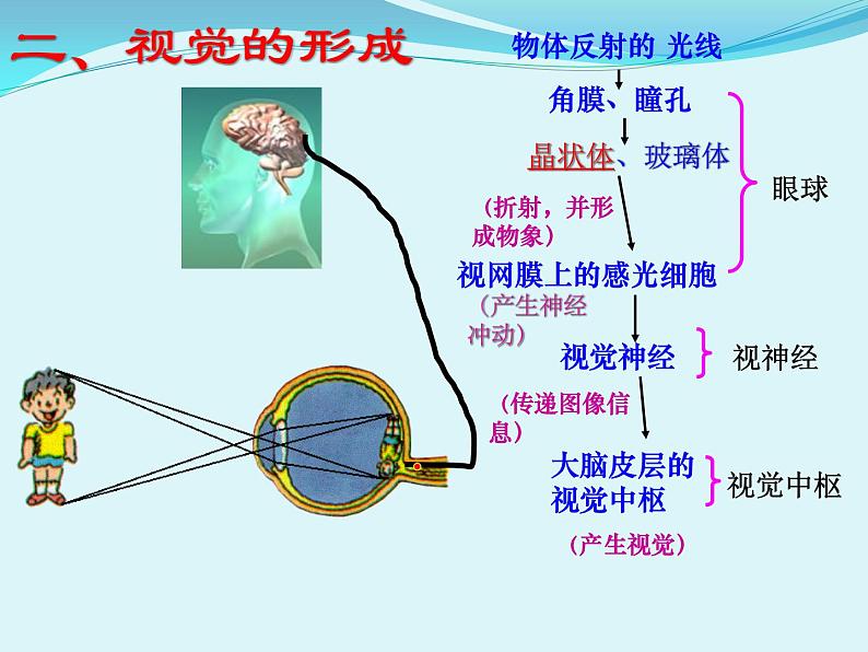 初中生物人教版七年级下册 第一节人体对外界环境的感知 2 课件第7页