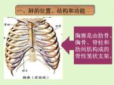 初中生物人教版七年级下册 第二节发生在肺内的气体交换 9 课件