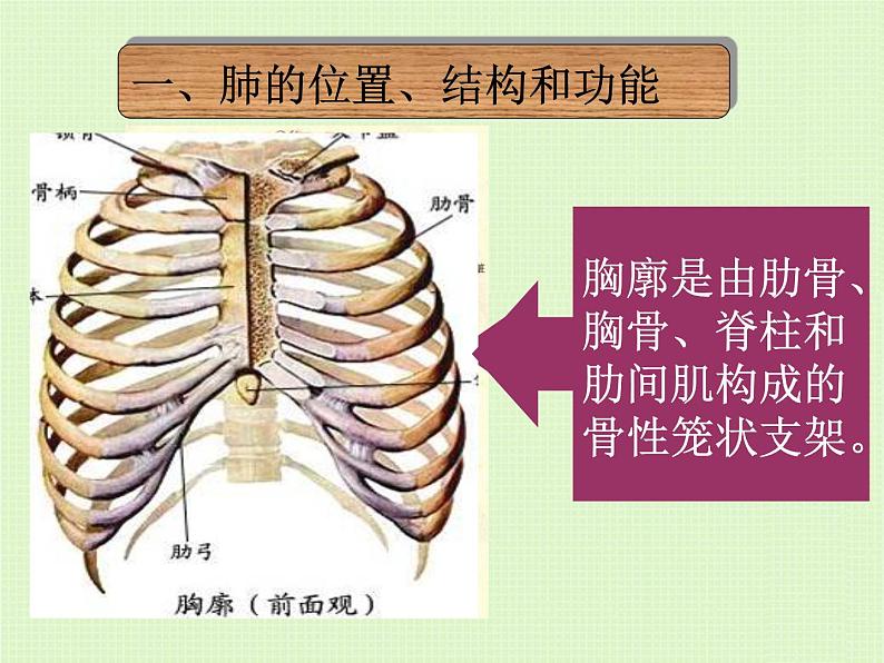 初中生物人教版七年级下册 第二节发生在肺内的气体交换 9 课件第5页