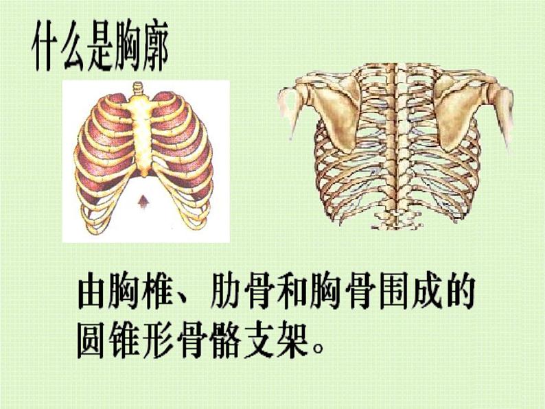 初中生物人教版七年级下册 第二节发生在肺内的气体交换 9 课件第6页