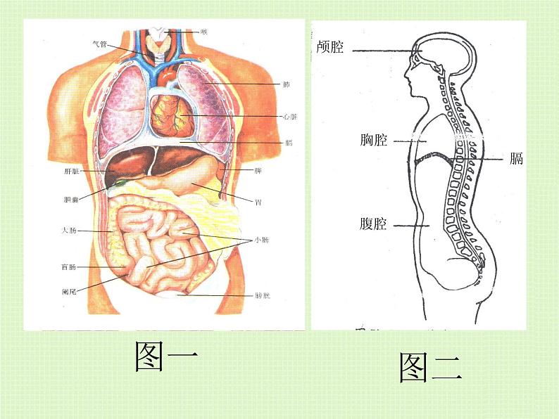 初中生物人教版七年级下册 第二节发生在肺内的气体交换 9 课件第7页