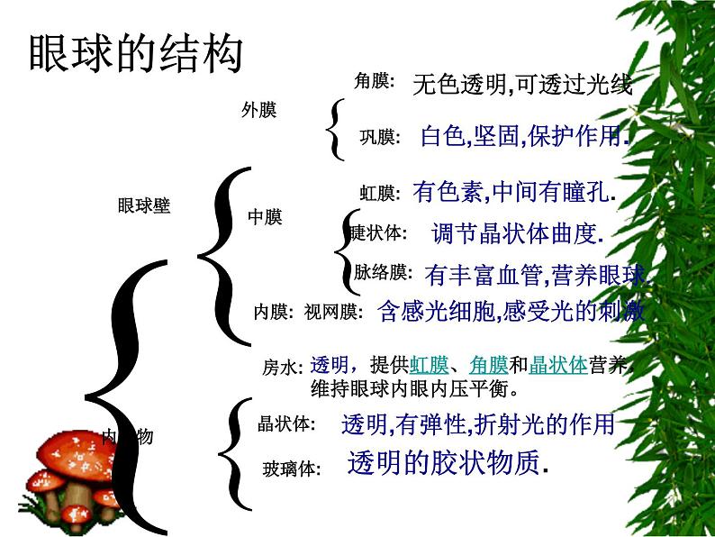 初中生物人教版七年级下册 第一节人体对外界环境的感知 7 课件第6页