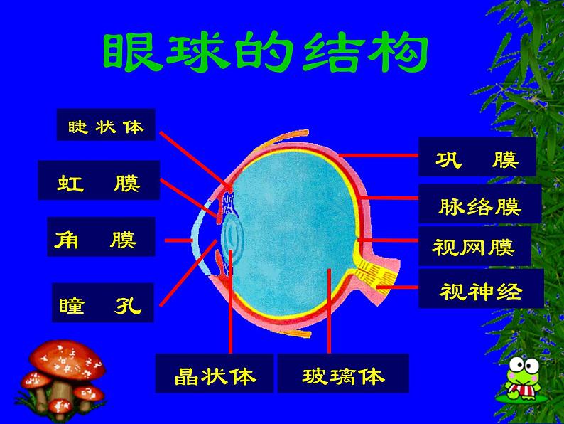 初中生物人教版七年级下册 第一节人体对外界环境的感知 7 课件第7页