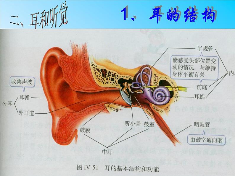 初中生物人教版七年级下册 第一节人体对外界环境的感知 2 课件第4页