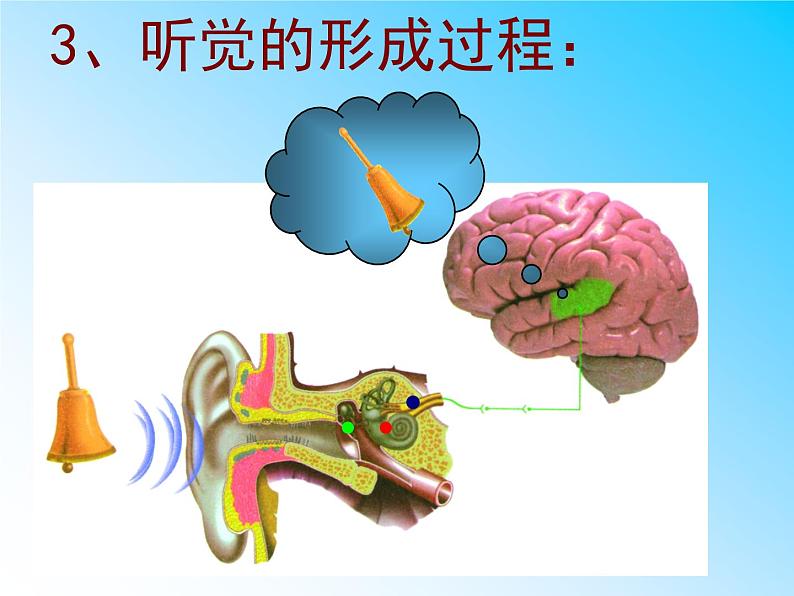 初中生物人教版七年级下册 第一节人体对外界环境的感知 2 课件第6页