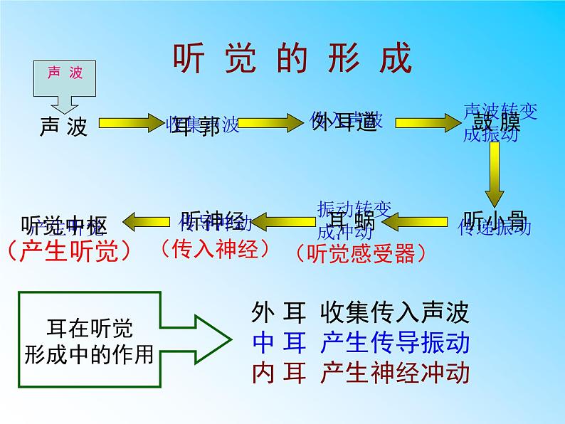 初中生物人教版七年级下册 第一节人体对外界环境的感知 2 课件第7页