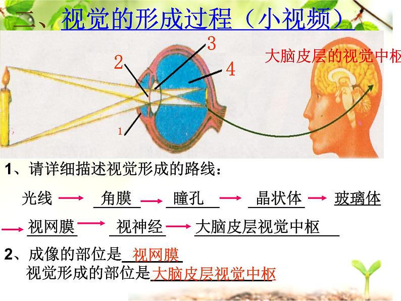 初中生物人教版七年级下册 第一节人体对外界环境的感知 课件07