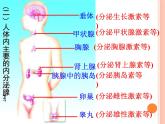 初中生物人教版七年级下册 第四节激素调节 课件