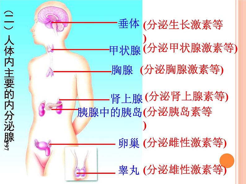 初中生物人教版七年级下册 第四节激素调节 课件第4页