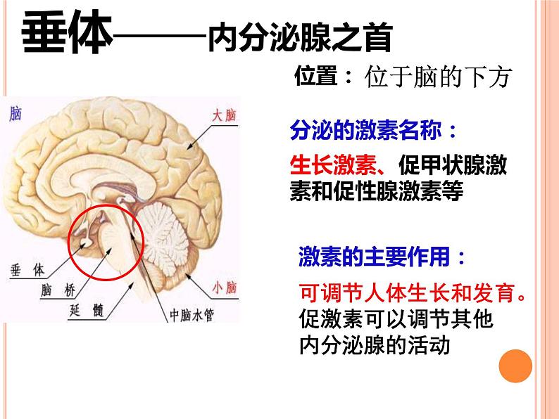 初中生物人教版七年级下册 第四节激素调节 课件第5页