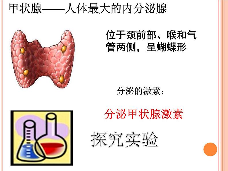 初中生物人教版七年级下册 第四节激素调节 课件第7页