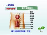 初中生物人教版七年级下册 第二节人的生殖 课件